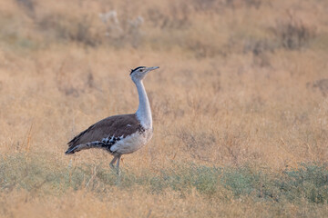 great Indian bustard or Ardeotis nigriceps at desert national park in Rajasthan