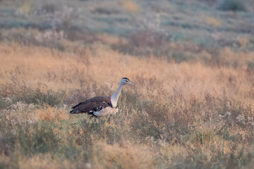 great Indian bustard or Ardeotis nigriceps at desert national park in Rajasthan
