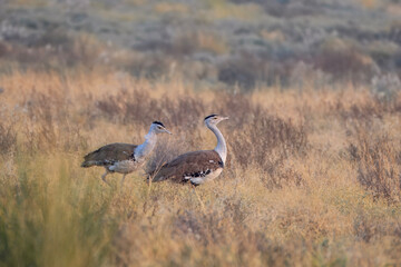 great Indian bustard or Ardeotis nigriceps at desert national park in Rajasthan
