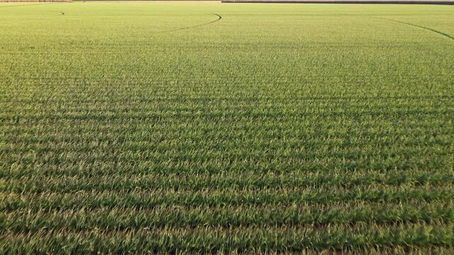 Drone footage of a garlic field