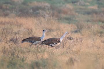 great Indian bustard or Ardeotis nigriceps at desert national park in Rajasthan