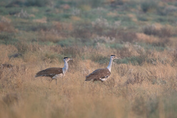 great Indian bustard or Ardeotis nigriceps at desert national park in Rajasthan