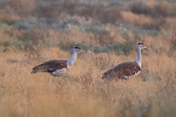 great Indian bustard or Ardeotis nigriceps at desert national park in Rajasthan