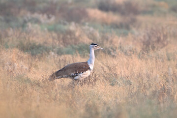 great Indian bustard or Ardeotis nigriceps at desert national park in Rajasthan