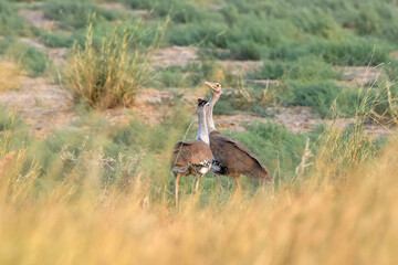 great Indian bustard or Ardeotis nigriceps at desert national park in Rajasthan
