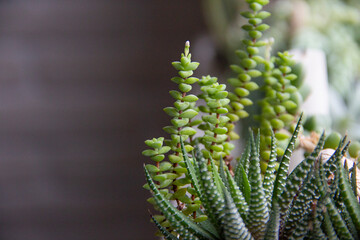 mix of succulents on the window zebra haworthia and crassula and string of pearls
