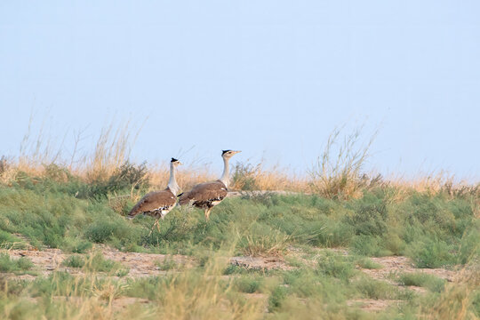 great Indian bustard or Ardeotis nigriceps at desert national park in Rajasthan
