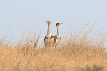 great Indian bustard or Ardeotis nigriceps at desert national park in Rajasthan