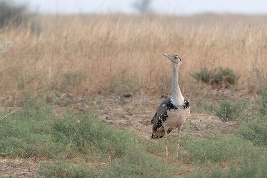 great Indian bustard or Ardeotis nigriceps at desert national park in Rajasthan