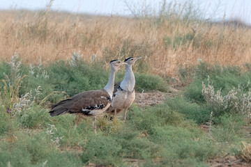 great Indian bustard or Ardeotis nigriceps at desert national park in Rajasthan