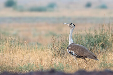 great Indian bustard or Ardeotis nigriceps at desert national park in Rajasthan