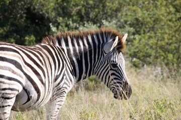 zèbre dans le parc national addo elephant en afrique du sud