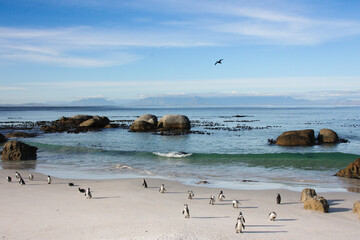 colonie de manchots du cap devant l'océan à simon's town en afrique du sud