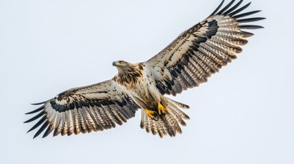 An eagle soaring in mid-flight, its sharp talons and beak visible, wings spread wide against a white background.
