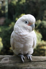 oiseau tropical, perruche blanche