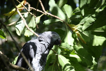 oiseau tropical, perroquet gris