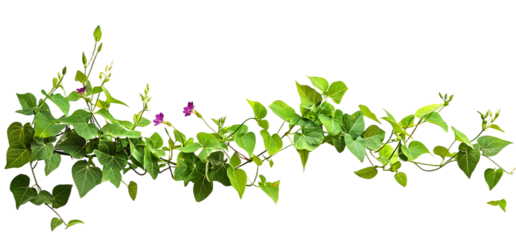 Wild morning glory leaves jungle vines isolated on white background, 