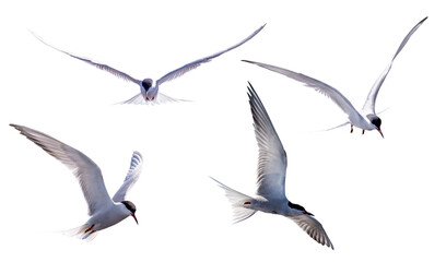 isolated on white four large sternaes in fast free flight