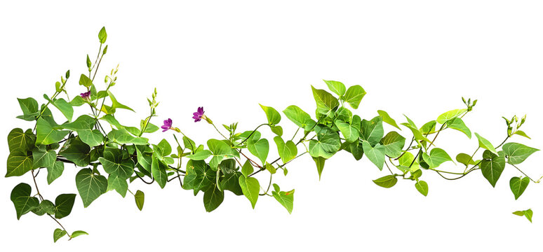 Wild morning glory leaves jungle vines isolated on white background,&nbsp;