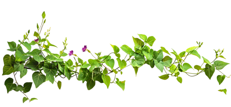 Wild morning glory leaves jungle vines isolated on white background, 