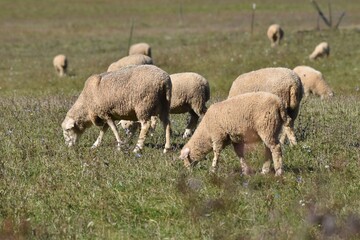 Obraz premium Sheep grazing in a meadow
