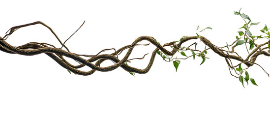 Twisted wild liana jungle vine tropical plant isolated on white background, 