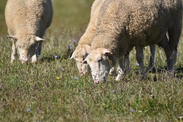 Sheep grazing in a meadow