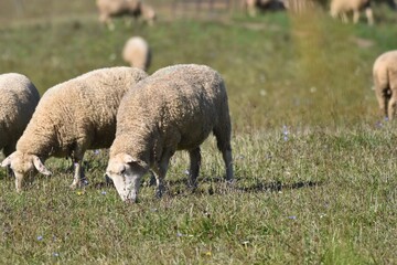 Sheep grazing in a meadow