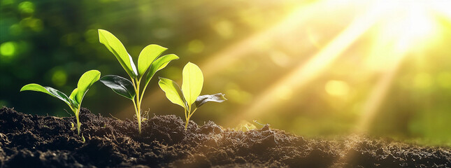 soil conceptual. small tree growing ,eco, green world and earth day and agriculture concept