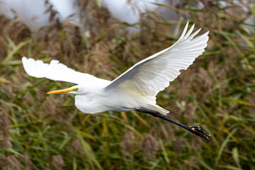 Ein Silberreiher (Ardea alba) im Flug