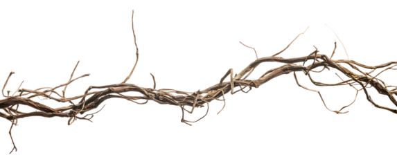 Twisted dried wild liana jungle vine tropical plant isolated on white background, 