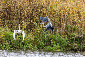 Ein Graureiher (Ardea cinerea) vertreibt einen Silberreiher (Ardea alba)