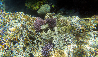 A landscape photo of coral reef