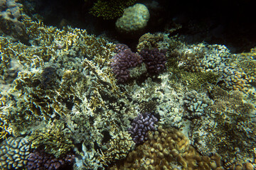 A landscape photo of coral reef