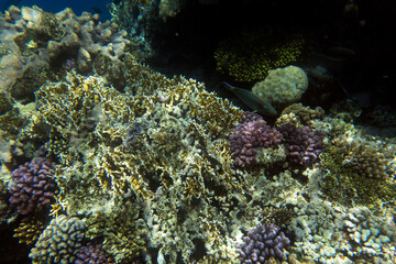 A landscape photo of coral reef