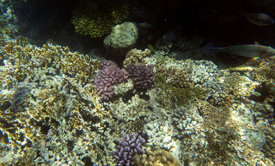 A landscape photo of coral reef