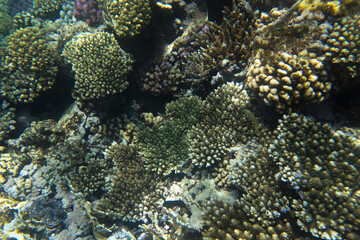 A landscape photo of coral reef