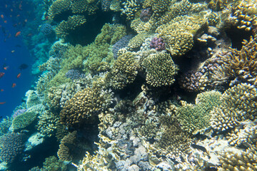 A landscape photo of coral reef