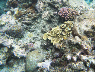 A nice photo of coral reef