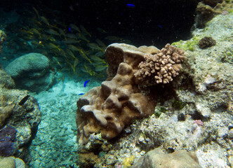 A nice photo of coral reef
