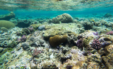 A nice photo of coral reef