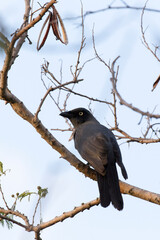 A close photo of New Caledonian crow