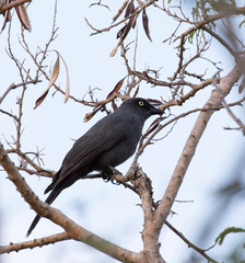 A close photo of New Caledonian crow