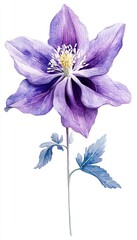 Vibrant purple flower with delicate petals and green leaves, white isolate background.