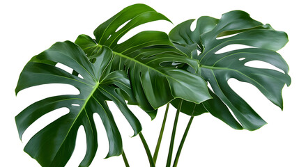 Monstera plant leaves, the tropical evergreen vine isolated on white background,&nbsp;