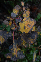 Autumn leaves, vibrant yellow colors in the area of ​​Coahuila, Sierra de Arteaga, Cerro de la Marta. Mexico