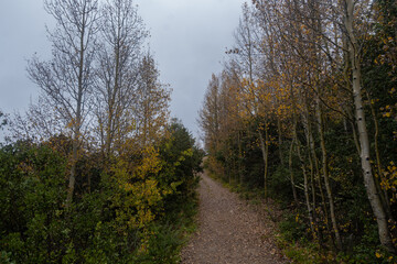 Autumn Forest in the area of ​​Coahuila, Sierra de Arteaga, Cerro de la Marta. Mexico