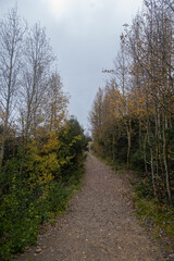 Autumn Forest in the area of ​​Coahuila, Sierra de Arteaga, Cerro de la Marta. Mexico
