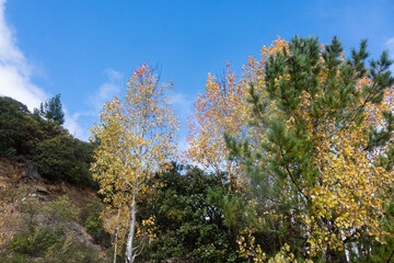 Autumn Forest in the area of ​​Coahuila, Sierra de Arteaga, Cerro de la Marta. Mexico