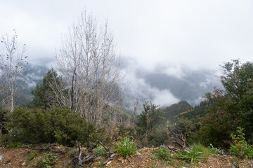 Autumn Forest in the area of ​​Coahuila, Sierra de Arteaga, Cerro de la Marta. Mexico